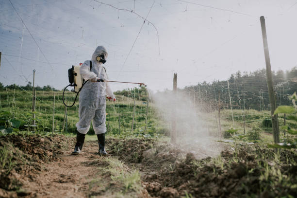 Wasp Removal Services in Longbranch, WA