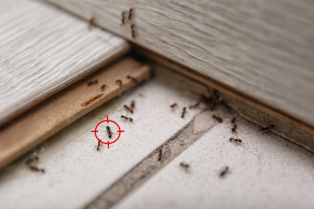 Best Rat Extermination Near Me  in Longbranch, WA