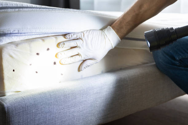 Best Bed Bug Extermination  in Longbranch, WA