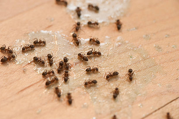 Best Exterminator Services  in Longbranch, WA
