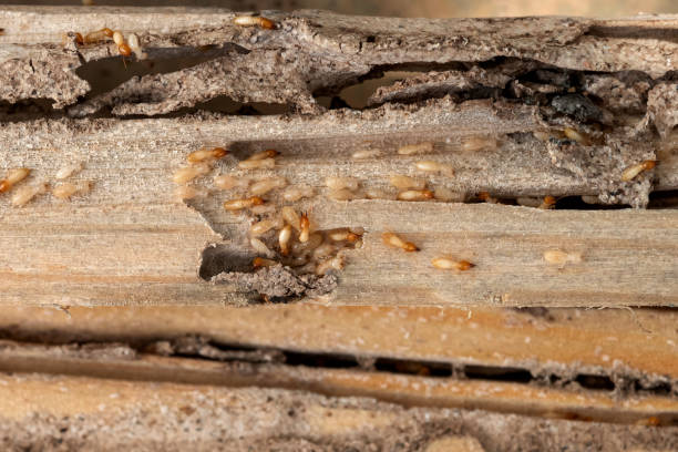Best Affordable Pest Control Services  in Longbranch, WA
